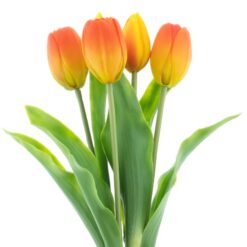 dhs-holland-sally-orange