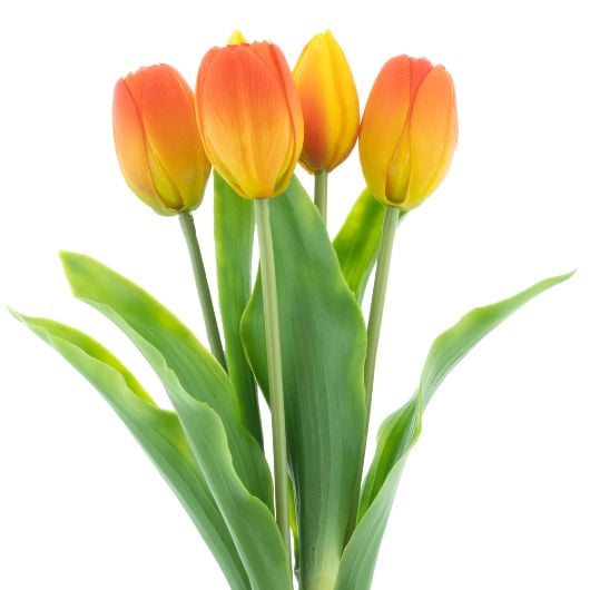 dhs-holland-sally-orange