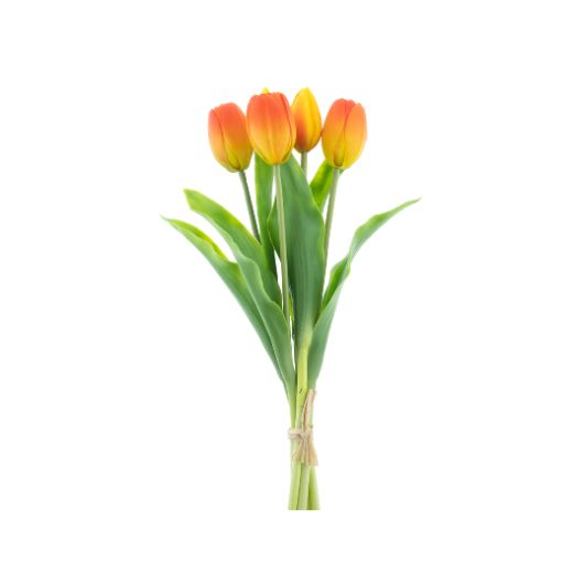 dhs-holland-sally-orange-1