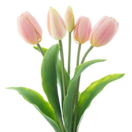 dhs-holland-sally-pink