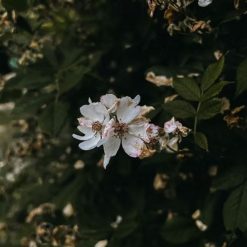 english-tea-rose-huile-de-parfum-no1-2