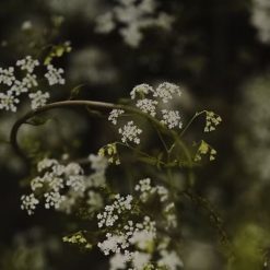 grain-daneth-lavande-huile-de-parfum-no2-2