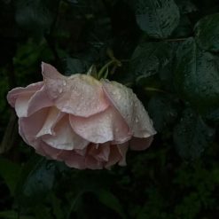 lumiere-florale-garden-glycolic-2