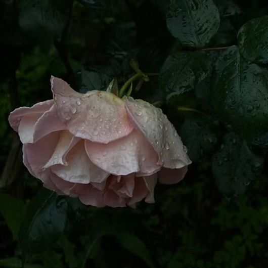 lumiere-florale-garden-glycolic-2