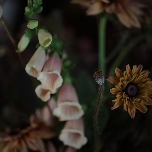 lumiere-florale-garden-glycolic-3