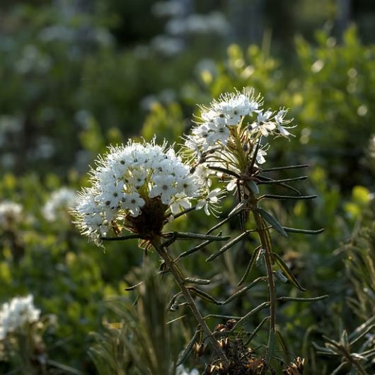 Labrador Leaf Reserve Botanical Creme Cleansing Bar – Bild 4