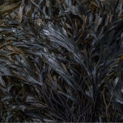 tidelands-house-labrador-leaf-cleansing-bar-4