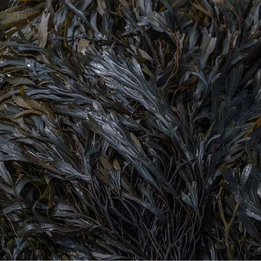 tidelands-house-labrador-leaf-cleansing-bar-4