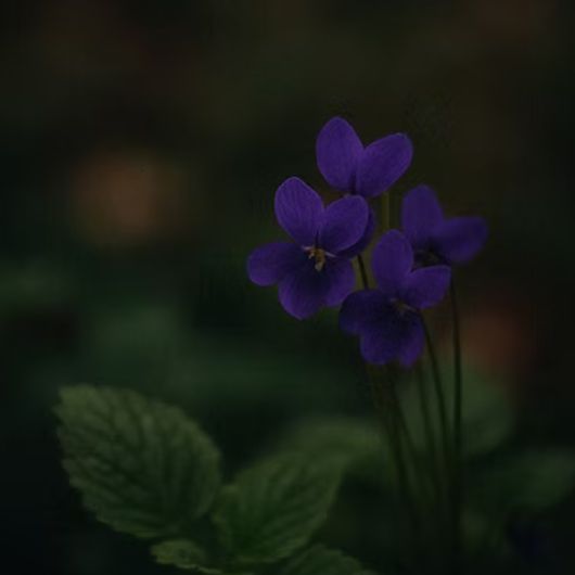 tidelands-house-honey-balm-essence-3