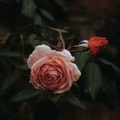 tidelands-house-rose-de-sang-lip-creme-1