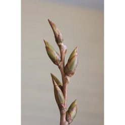 tidelands-house-grain-daneth-perfume-nr2-4