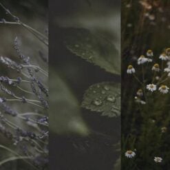 tidelands-house-archival-botanical-oils-2