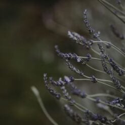 tidelands-house-lavender