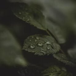 tidelands-house-mentha