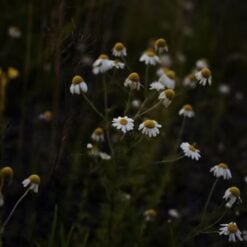 tidelands-house-chamomilla
