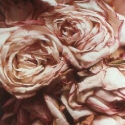lepaar-natural-rose-lip-polish-2