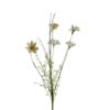 wildflower-cream
