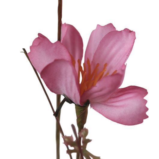 wildflower-pink-1