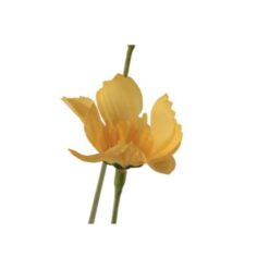 wildflower-yellow-1