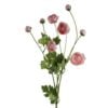 ranunculus-multi-pink