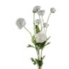 ranunculus-multi-white