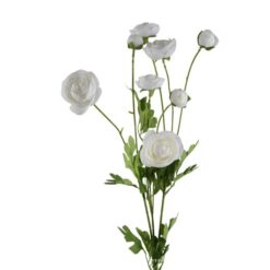 ranunculus-multi-white