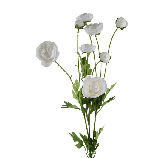 ranunculus-multi-white