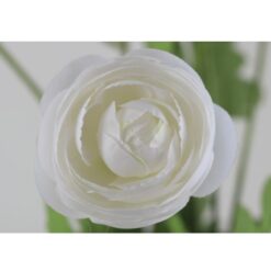 ranunculus-multi-white-1