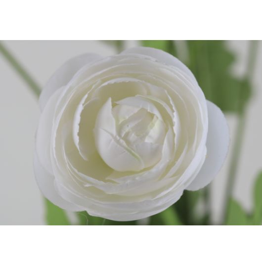 ranunculus-multi-white-1