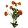 ranunculus-multi-orange