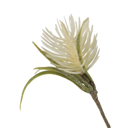 wild-thistle-cream-1