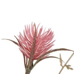 wild-thistle-pink-1