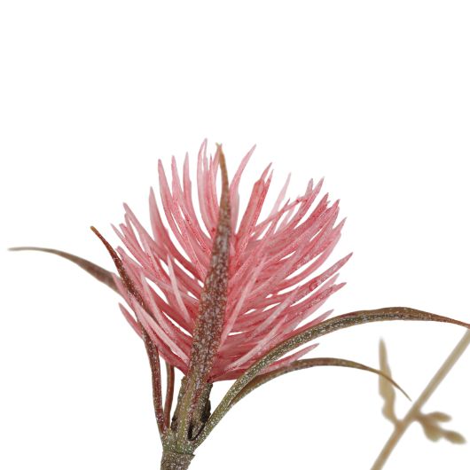 wild-thistle-pink-1