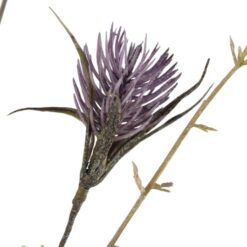 wild-thistle-purple