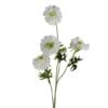 chrysant-white