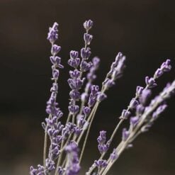 viori-purple-conditioner-1