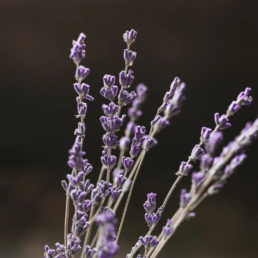 viori-purple-conditioner-1