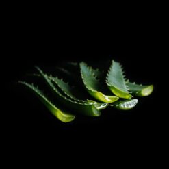 viori-aloe-vera
