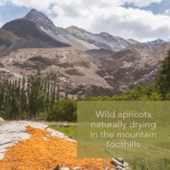 navi-apricots-2