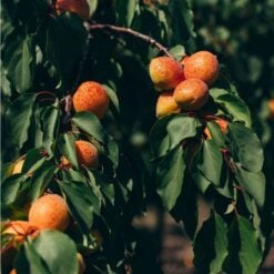 navi-abricots-4