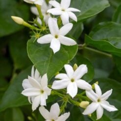 viori-pikake-jasmine-shampoo-1