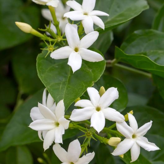 viori-pikake-jasmine-shampoo-1