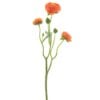 ranunculus-orange