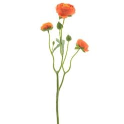 ranunculus-orange