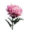 chrysanthemum-iba-mauve