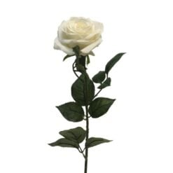 dyon-rose-cream