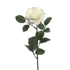 dyon-rose-white