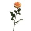 dyon-rose-peach