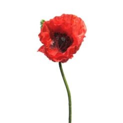 papaver-red-open-flower