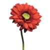 gerbera-red